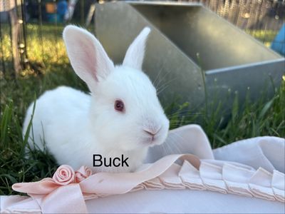 Available!! New Zealand Meat Rabbit Kits