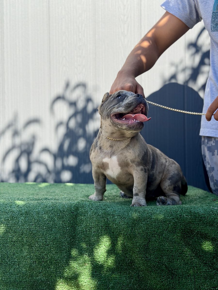 Micro bully