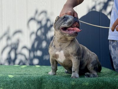 Micro bully
