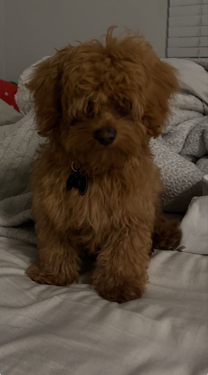 Adorable Brown  Toy cockapoo