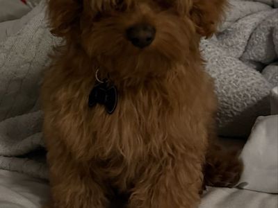 Adorable Brown Toy cockapoo