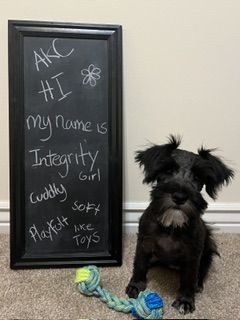 Miniature Schnauzer Puppy - Meet Integrity! Hypoallergenic & Adorable