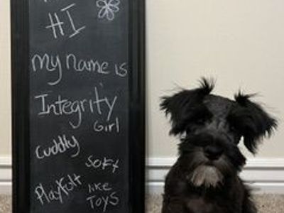 Miniature Schnauzer Puppy - Meet Integrity! Hypoallergenic & Adorable
