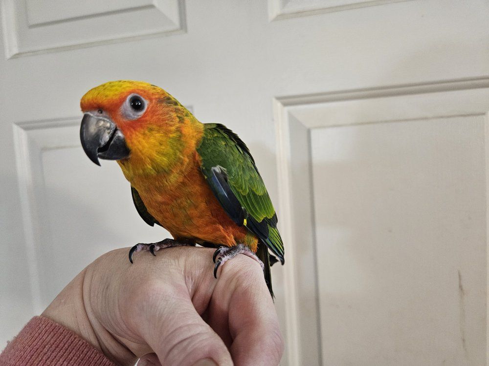 Baby Hybrid Sun-Jenday Conure