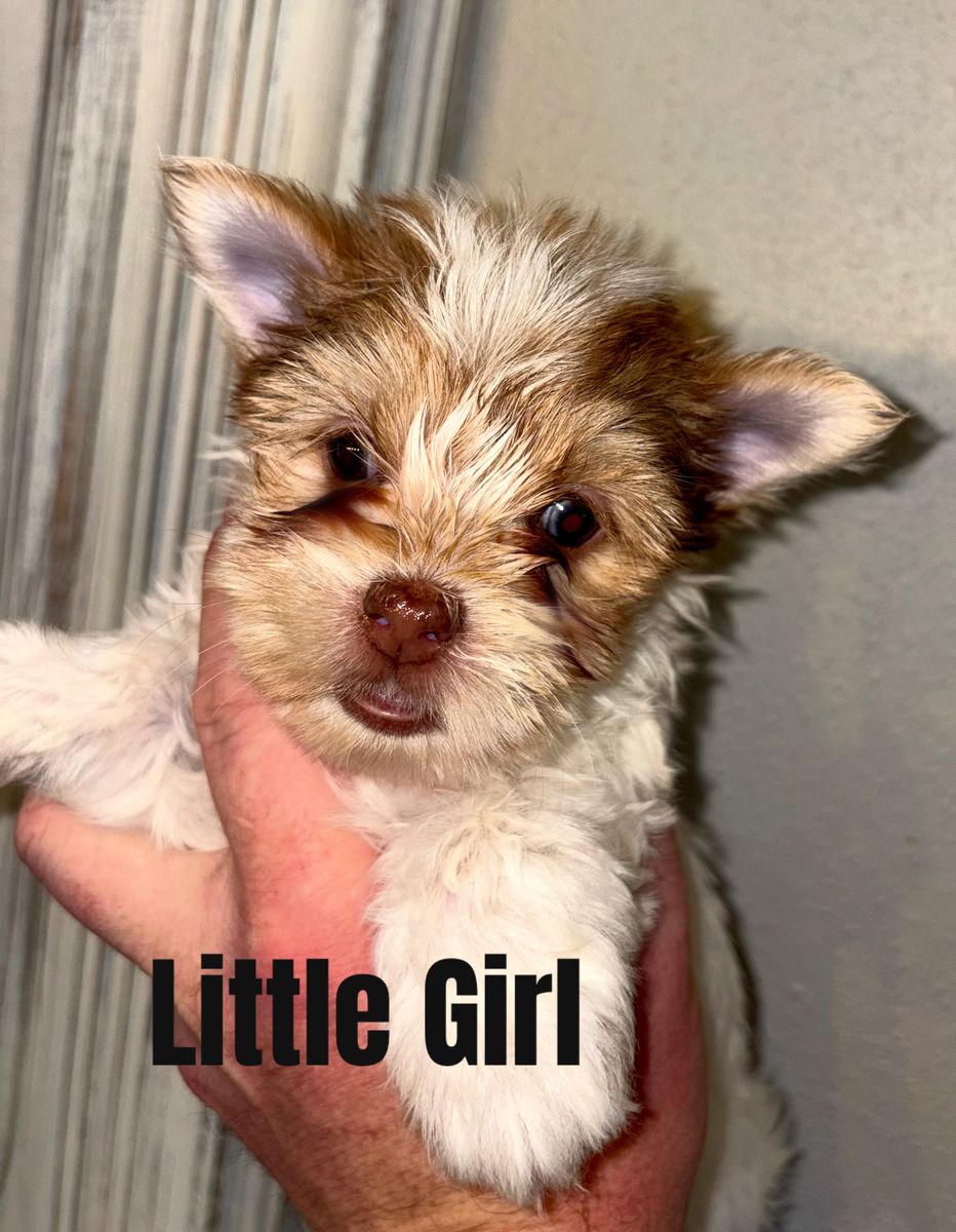 Yorkies Just In Time For Easter!