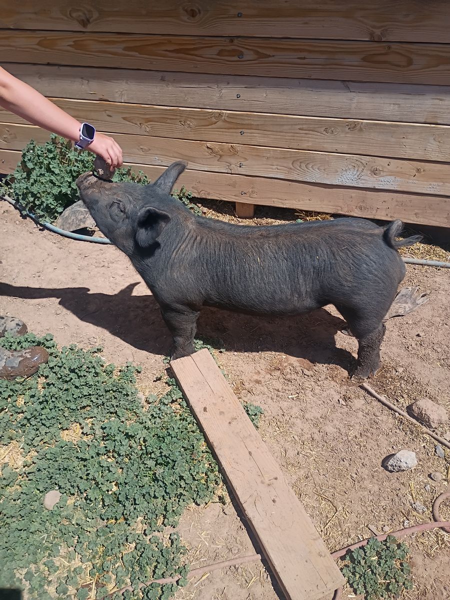 Boar