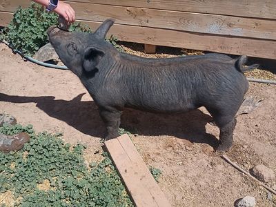 Boar