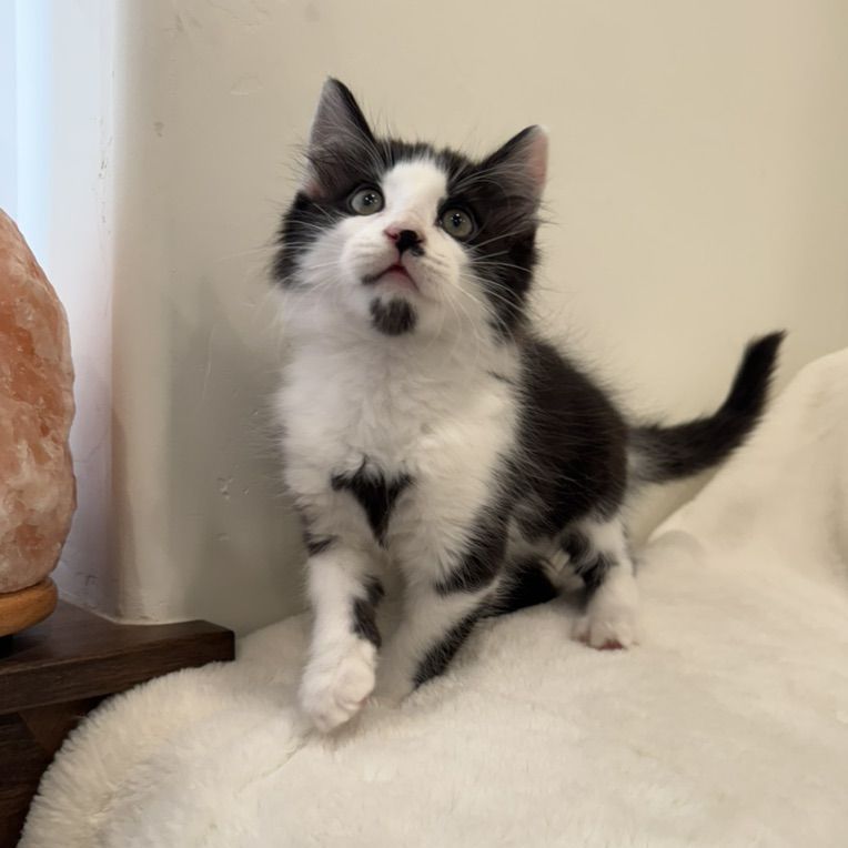 Kittens!! Blue, Black, and Cream Bicolors!