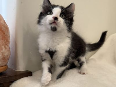 Kittens!! Blue, Black, and Cream Bicolors!