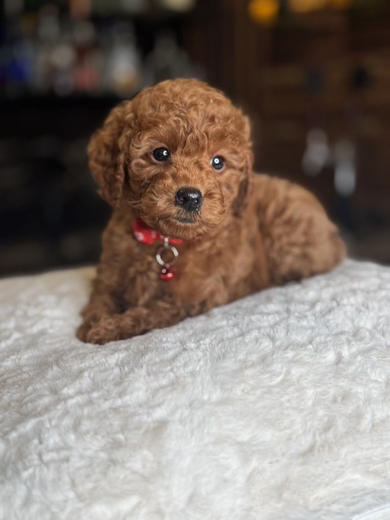 Stunning Micromini 10 Pound Goldendoodle Boy