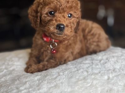 Stunning Micromini 10 Pound Goldendoodle Boy