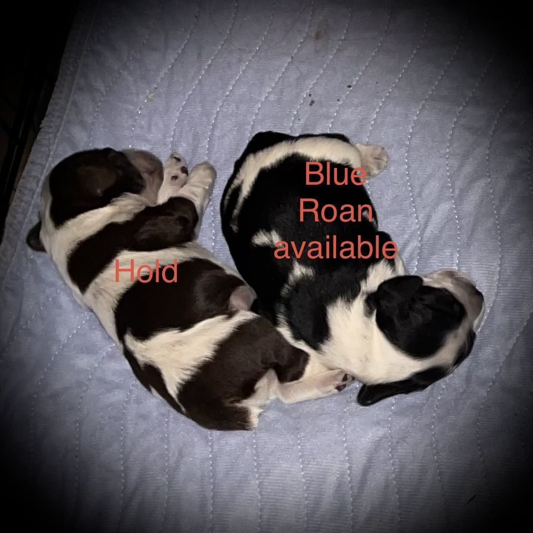 AKC American Cocker Spaniel puppies