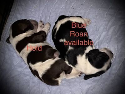 AKC American Cocker Spaniel puppies