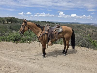 15.2 HH Buckskin Dun Gelding | 12 Years Old
