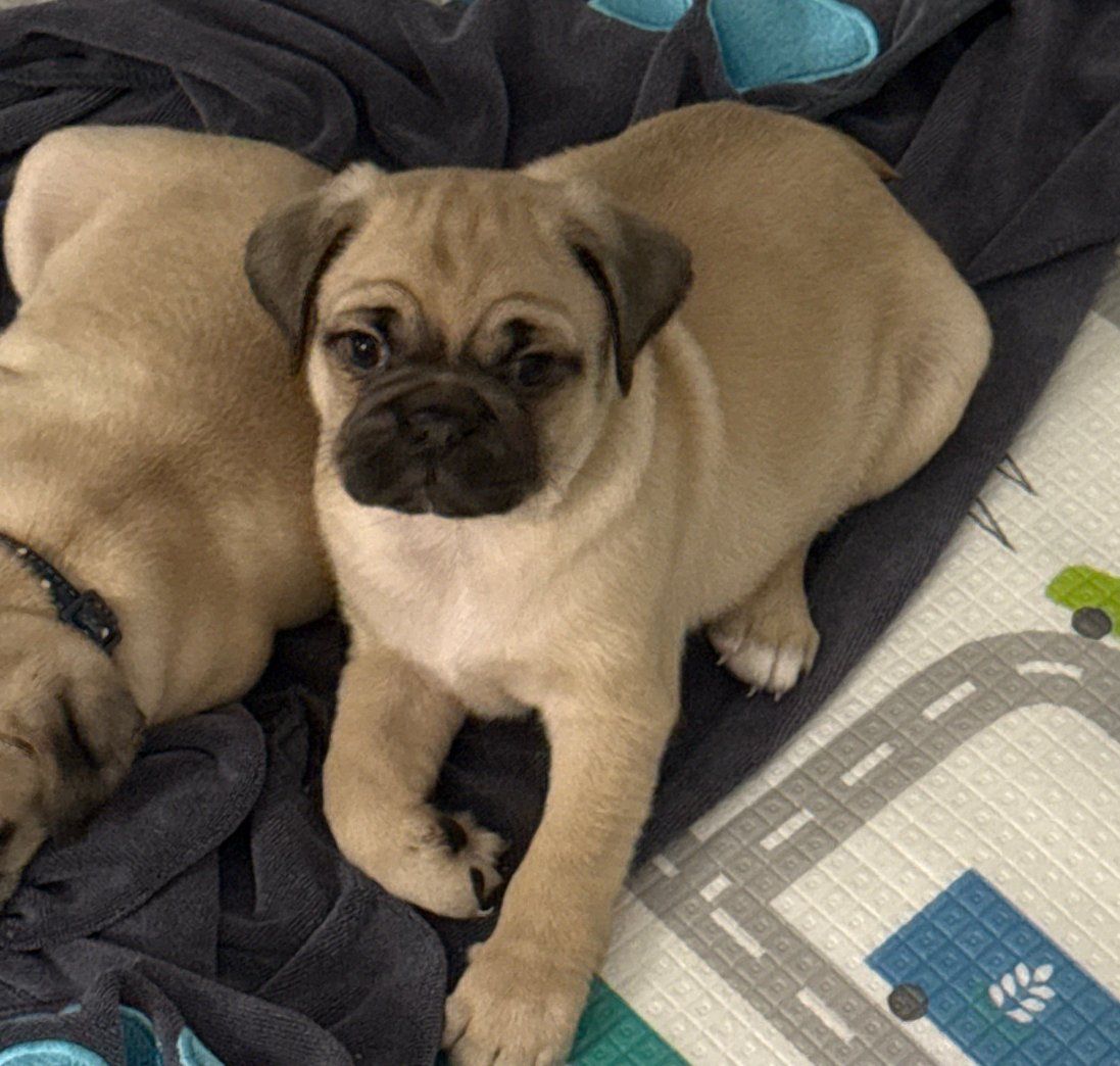 Pug puppies
