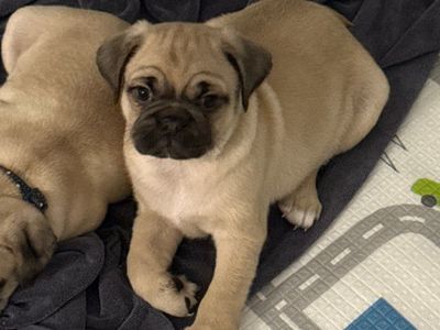 Pug puppies