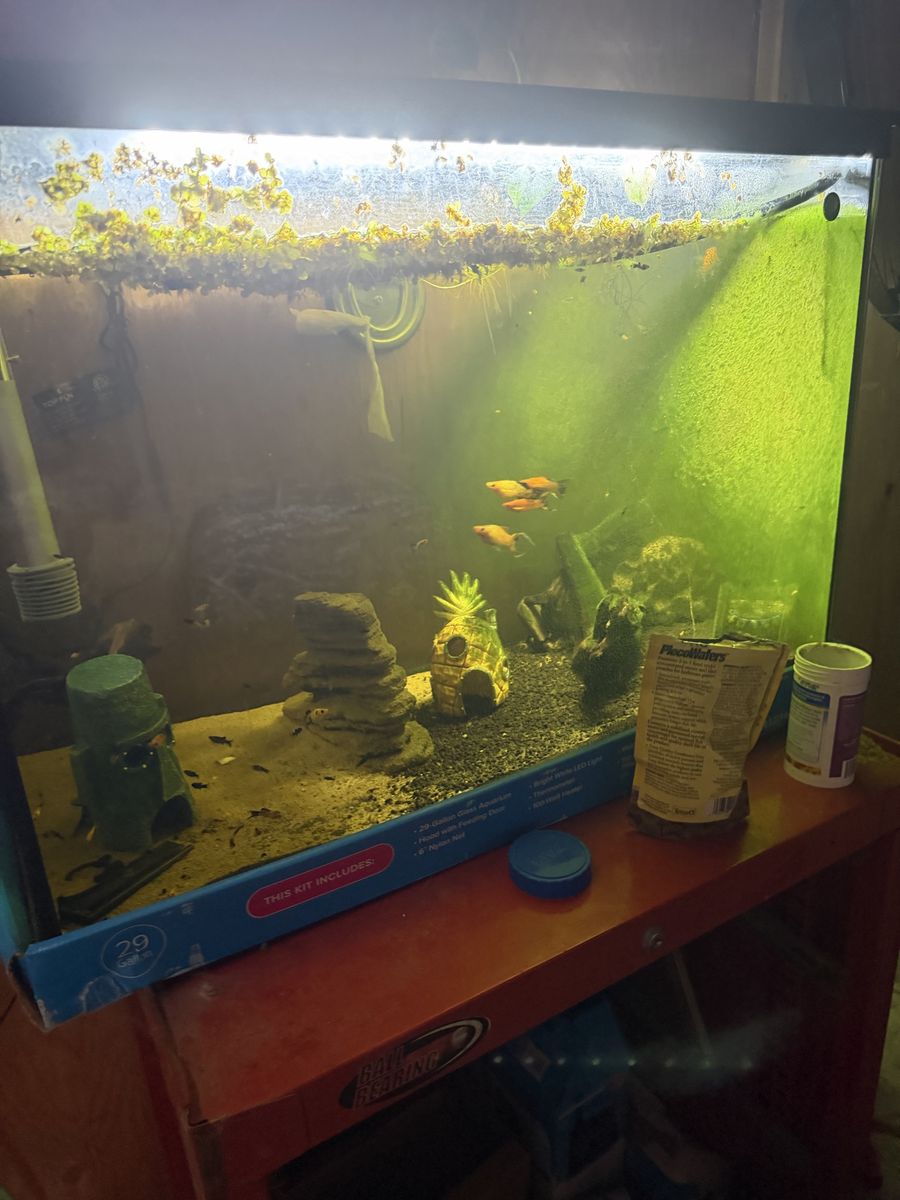 Fish tank