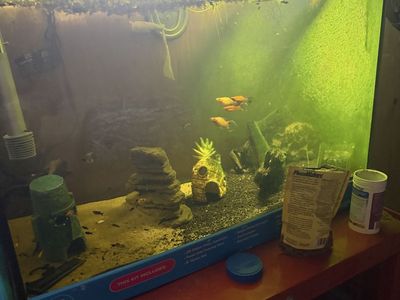 Fish tank