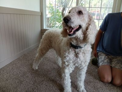Pure bred Standard Poodle