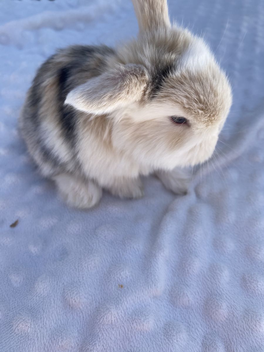 Pedigreed Hollands Lops