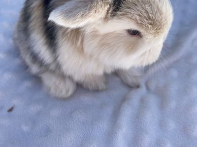 Pedigreed Hollands Lops