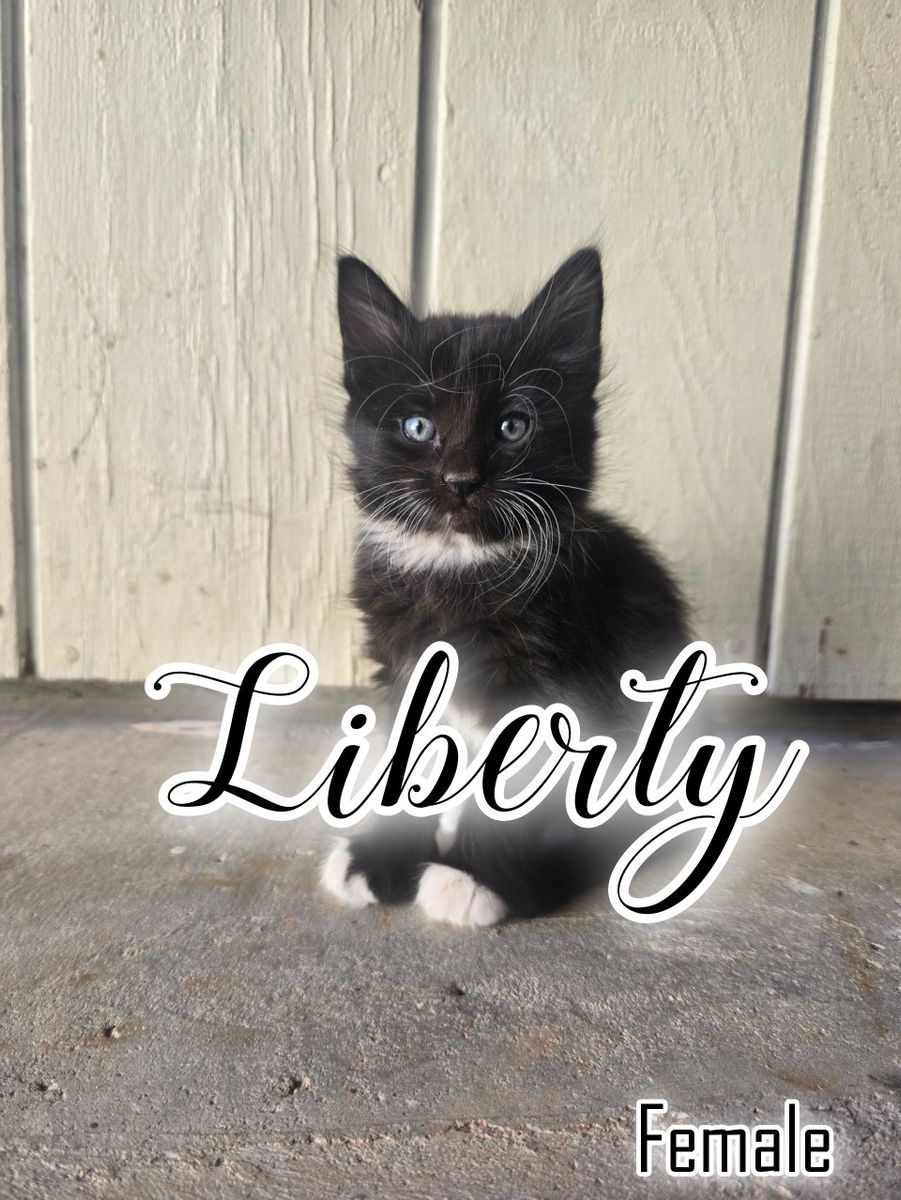 Adorable Female Kittens For Sale Near Cedar City Ut. 