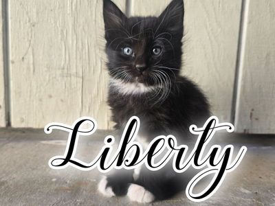 Adorable Female Kittens For Sale Near Cedar City Ut.
