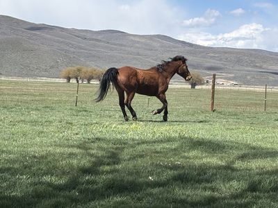 Great Heading and Trail Horse Draft Cross