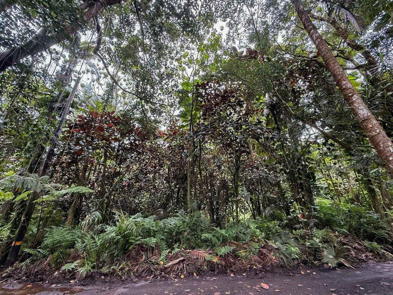 Off-grid Retreat – 3 Acres in Fern Forest
