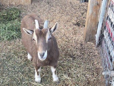 2 Female Nigerian Dwarf Goats