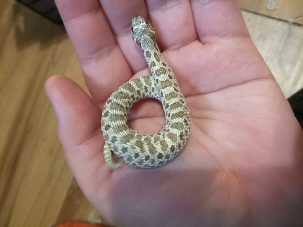 hognose snake