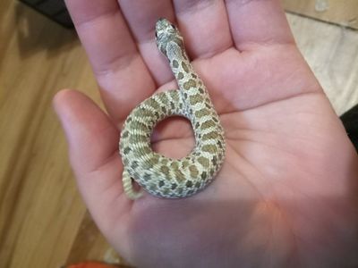 hognose snake