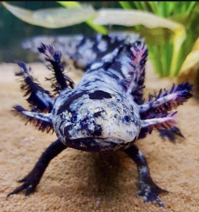 mosiac axolotl