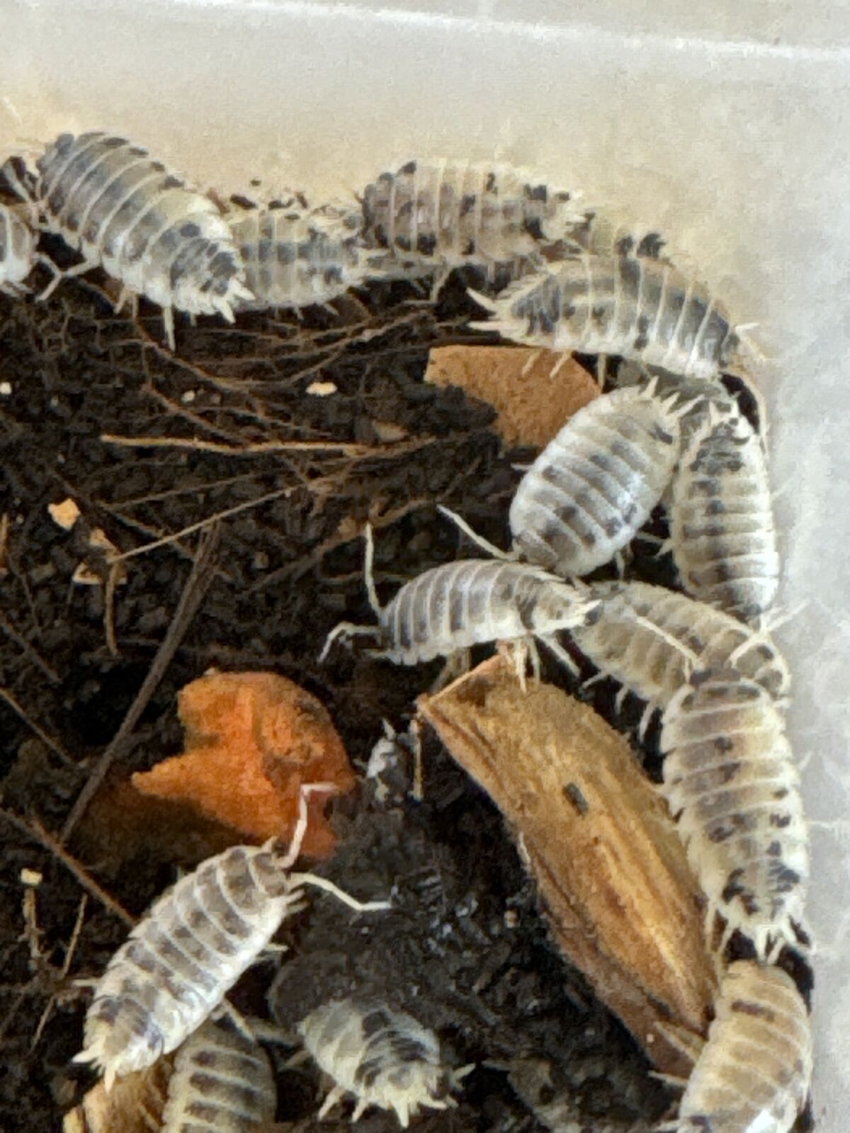 Isopods!