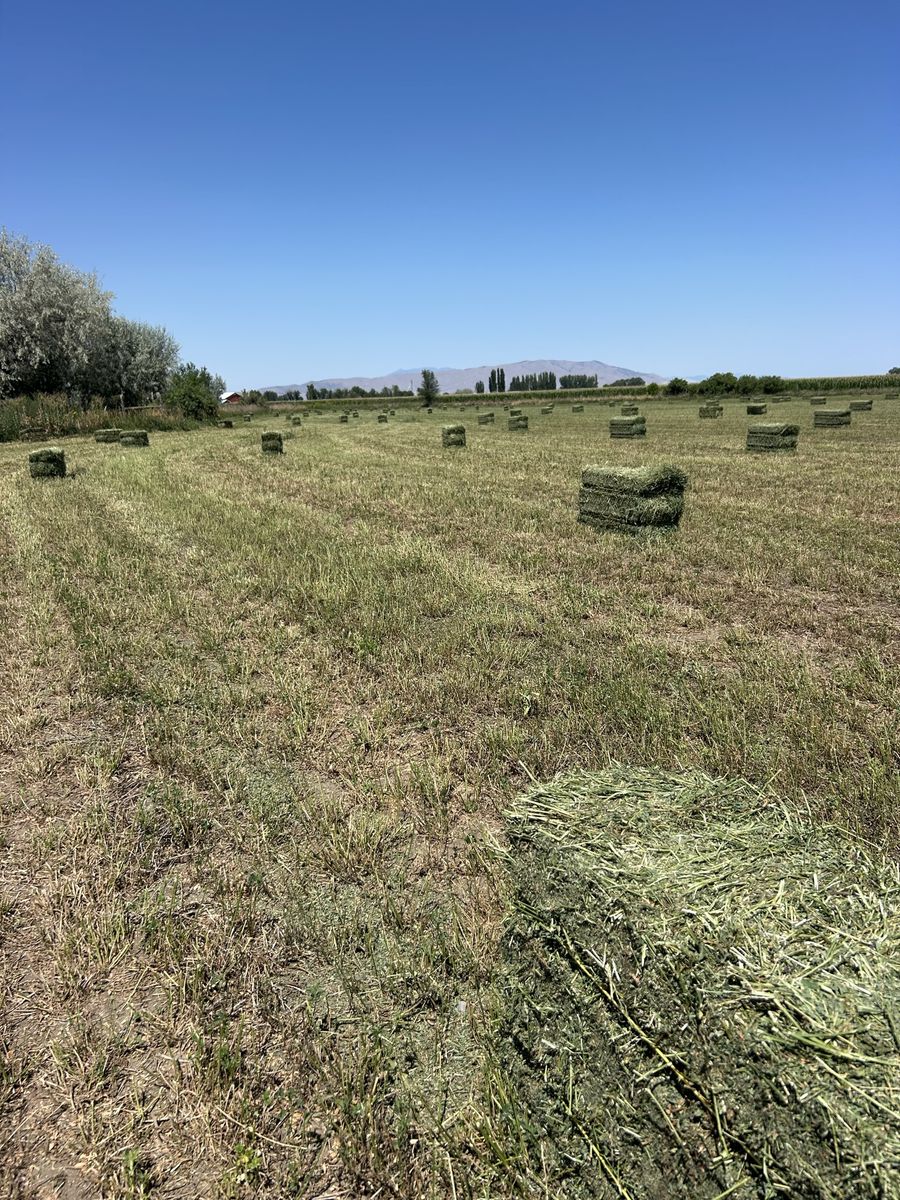Alfalfa Hay
