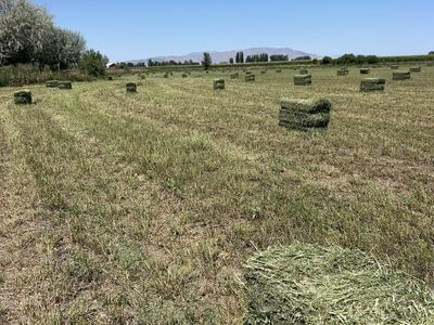 Alfalfa Hay