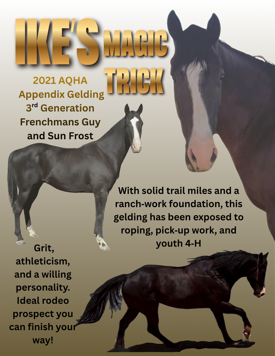 2021 AQHA Black Gelding