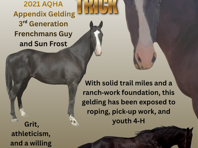 2021 AQHA Black Gelding