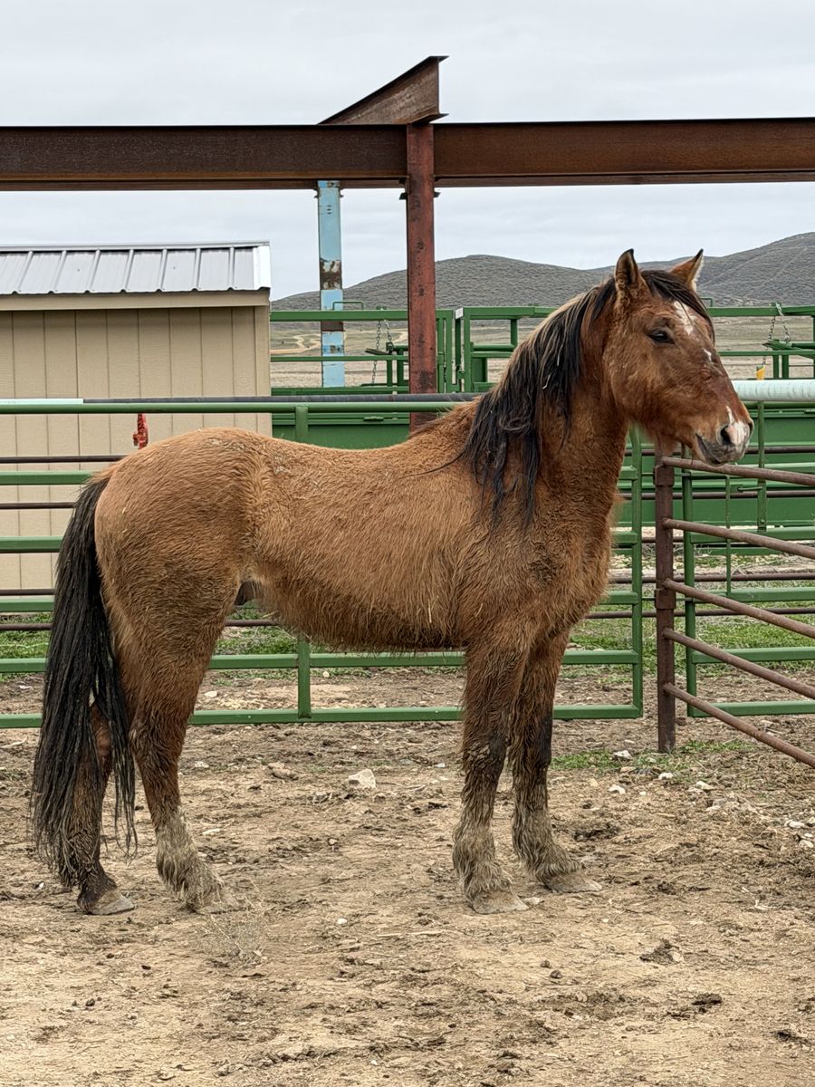 3 Coming 4 Yo Gelding