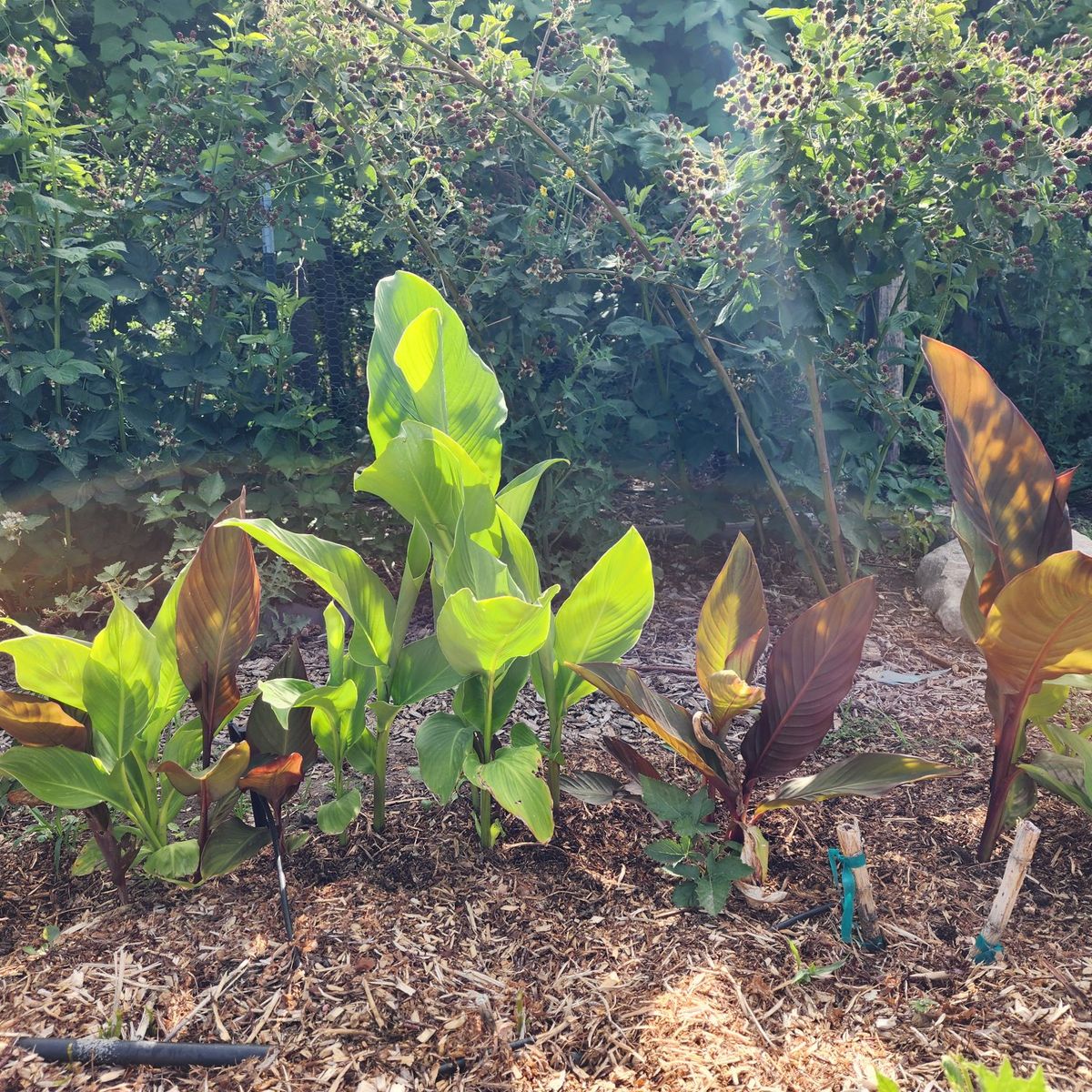 Canna Lily Bulbs - 20+ Rhizomes - Healthy, Ready to Plant for Vibrant Blooms