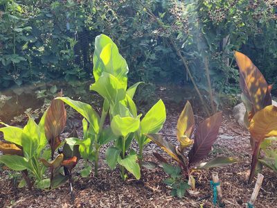 Canna Lily Bulbs - 20+ Rhizomes - Healthy, Ready to Plant for Vibrant Blooms