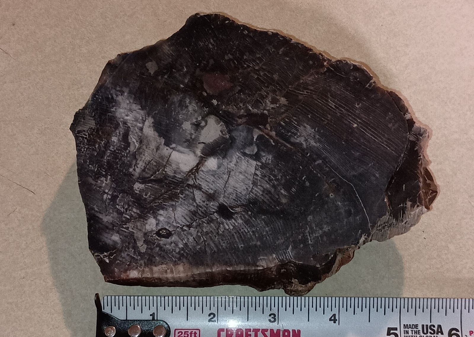 Petrified wood slab