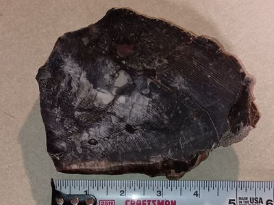 Petrified wood slab