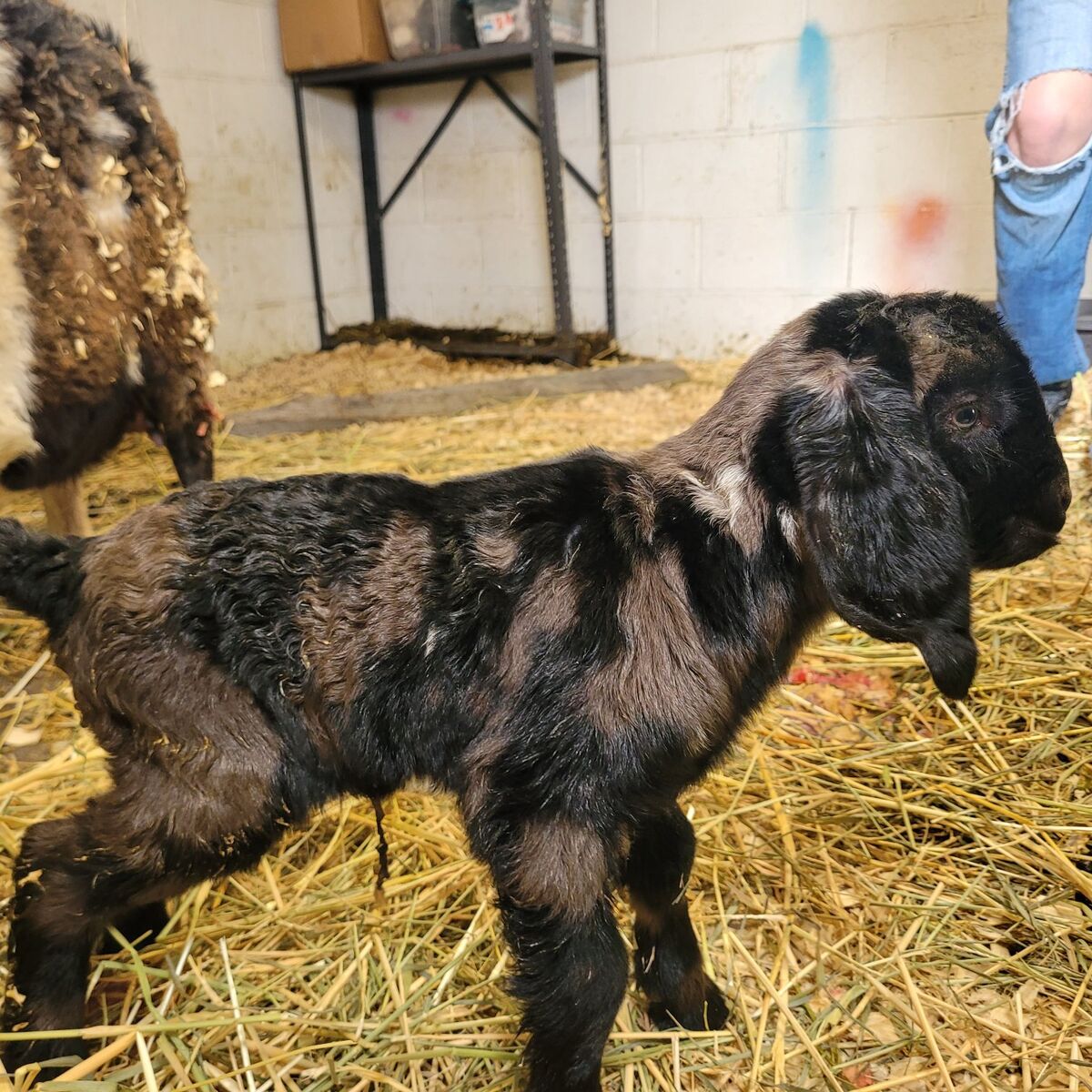 Fullblood Boer Buckling