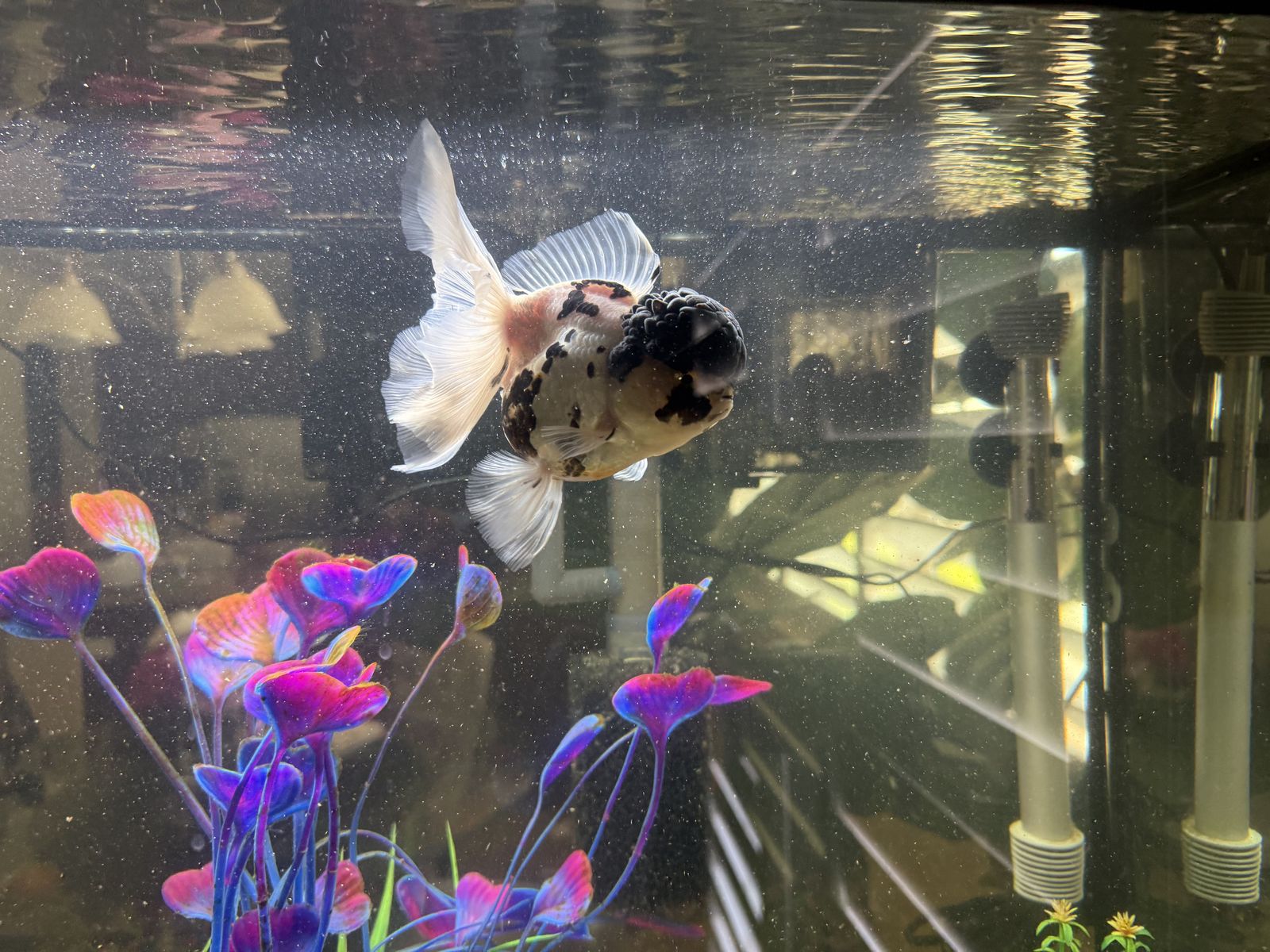 Oranda Fancy Gold Fish