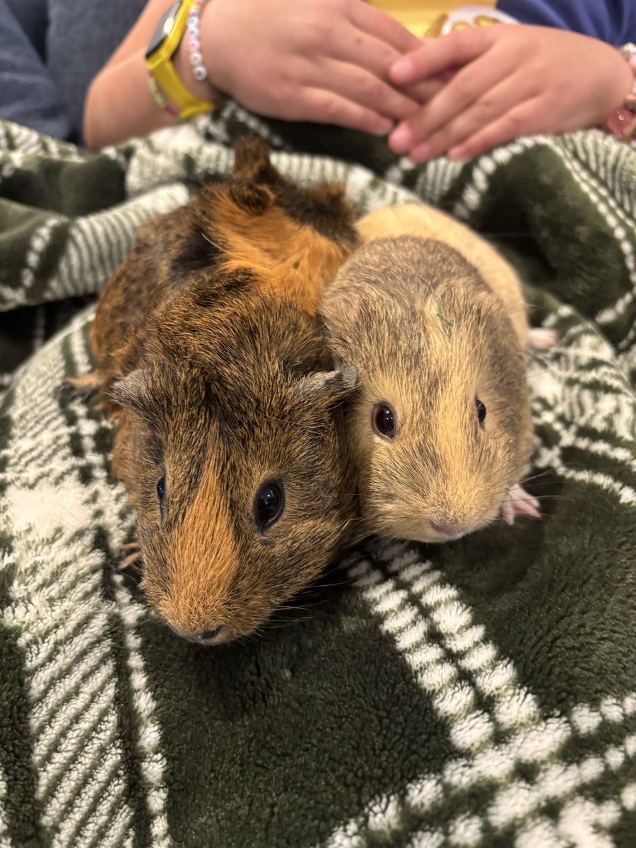 Free Guinea Pigs with Cage