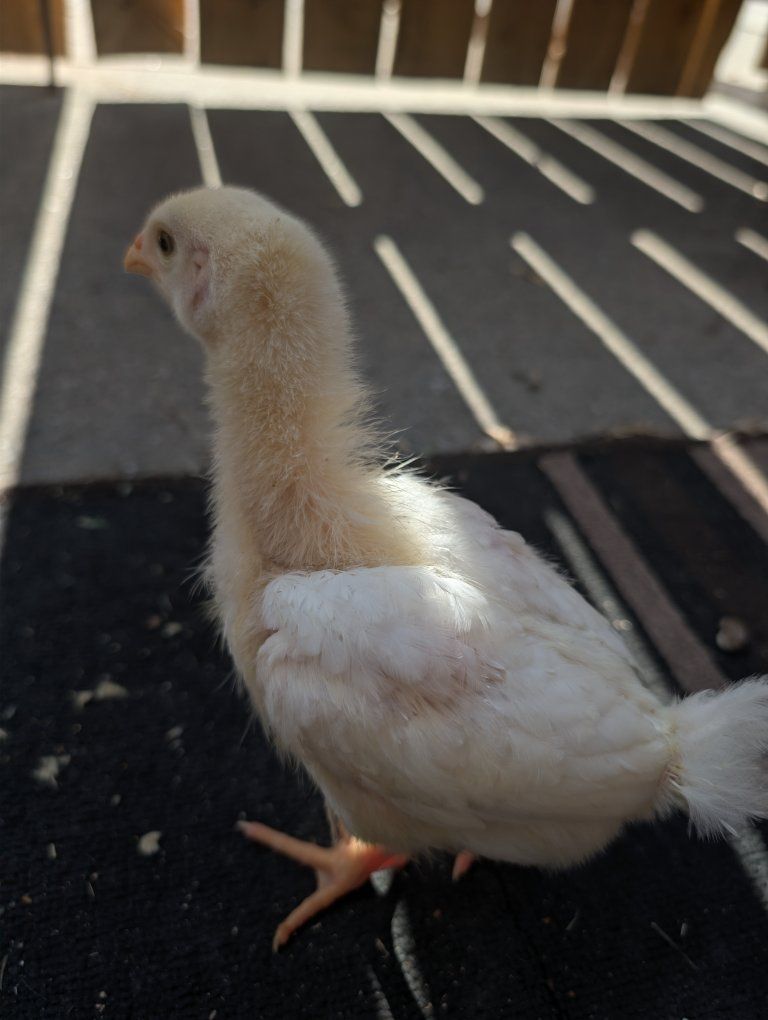 chicks for sale
