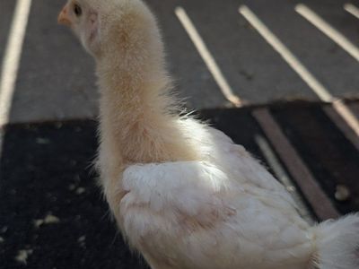 chicks for sale