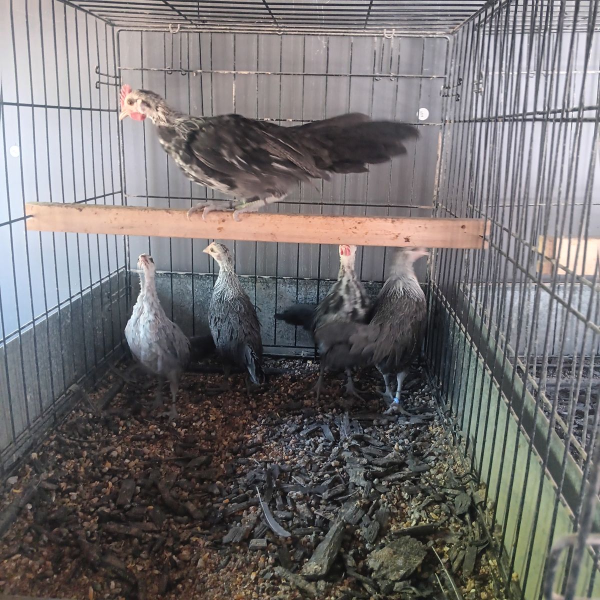 Phoenix. Ive got a pure trio of Phoenix bamtams for sale.  Theses birds are beautiful when they hit adulthood
