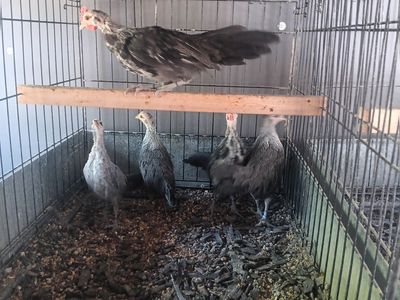 Phoenix. Ive got a pure trio of Phoenix bamtams for sale. Theses birds are beautiful when they hit adulthood